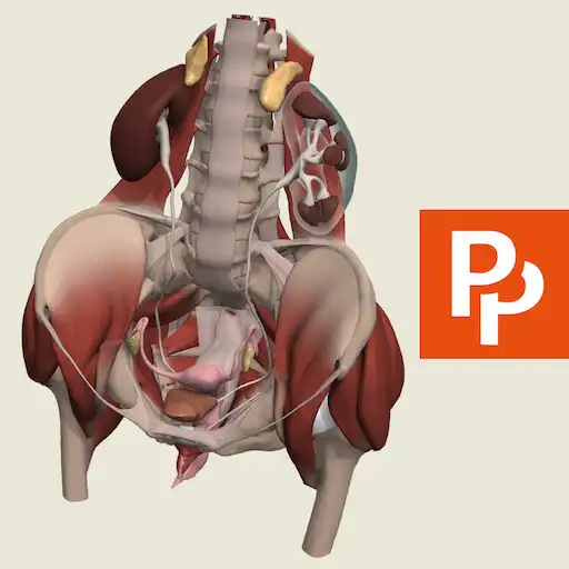 Play Primals 3D Female Pelvis APK