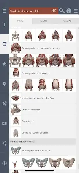 Play Primals 3D Female Pelvis as an online game Primals 3D Female Pelvis with UptoPlay
