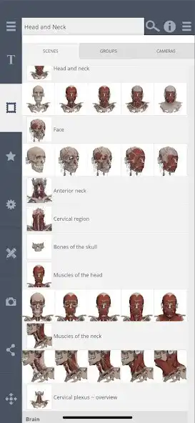 Play Primals 3D Head  Neck as an online game Primals 3D Head  Neck with UptoPlay