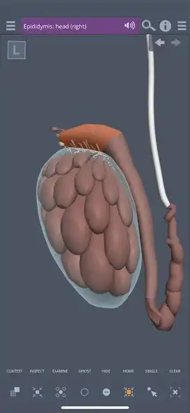 Play Primals 3D Male Pelvis  and enjoy Primals 3D Male Pelvis with UptoPlay