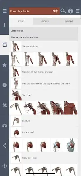 Play Primals 3D Shoulder  Arm as an online game Primals 3D Shoulder  Arm with UptoPlay