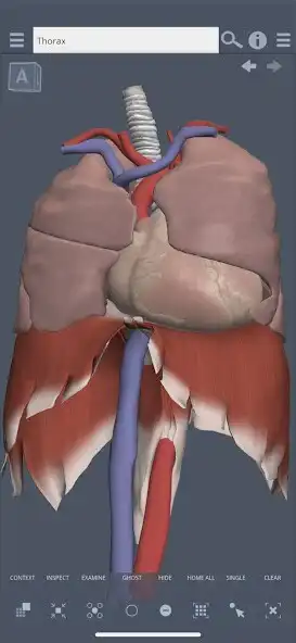 Play Primals 3D Thorax  and enjoy Primals 3D Thorax with UptoPlay