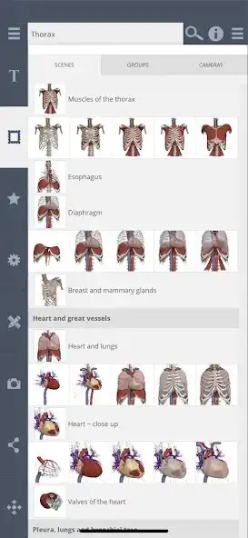 Play Primals 3D Thorax as an online game Primals 3D Thorax with UptoPlay