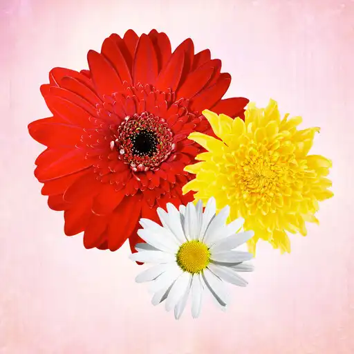Play Primerun Flowers make gift 1+1 APK Play Primerun Flowers make gift 1+1 APK