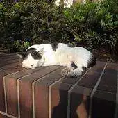 Free play online Private live wallpaper APK