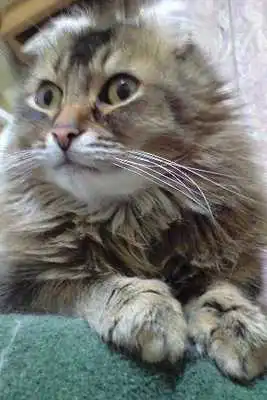 Play Private live wallpaper