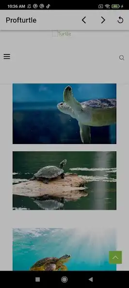 Play Profturtle  and enjoy Profturtle with UptoPlay