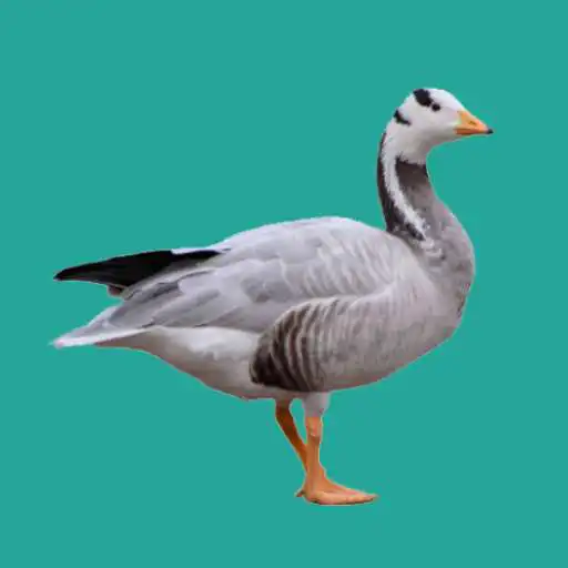 Play Progressive Goose Decoy APK Play Progressive Goose Decoy APK