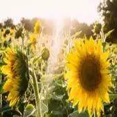 Free play online Project Sonshine APK Free play online Project Sonshine APK