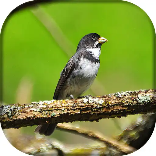 Play Pássaro Coleiro APK