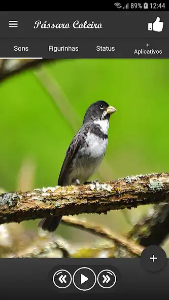 Play Pássaro Coleiro  and enjoy Pássaro Coleiro with UptoPlay