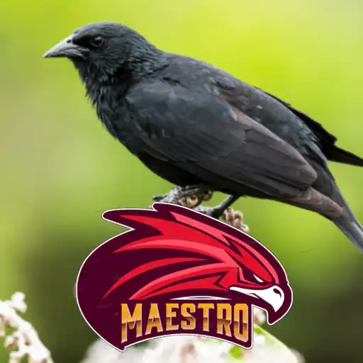 Play Pássaro Preto Cantando 5 Horas APK