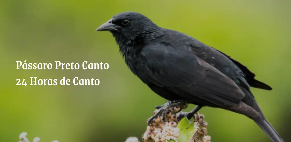 Play Pássaro Preto Cantando 5 Horas  and enjoy Pássaro Preto Cantando 5 Horas with UptoPlay