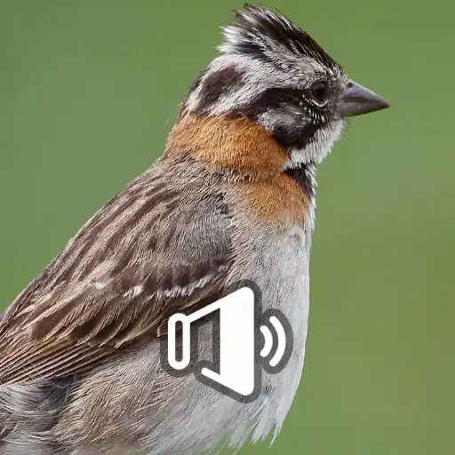 Play Pássaro Tico Tico Cantando APK