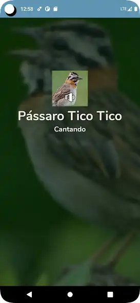 Play Pássaro Tico Tico Cantando and enjoy Pássaro Tico Tico Cantando with UptoPlay Play Pássaro Tico Tico Cantando and enjoy Pássaro Tico Tico Cantando with UptoPlay