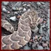 Free play online Puff Adder wallpapers APK