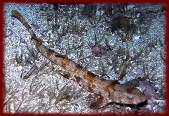 Play Puff Adder wallpapers Play Puff Adder wallpapers