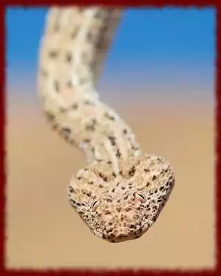 Play Puff Adder wallpapers Play Puff Adder wallpapers