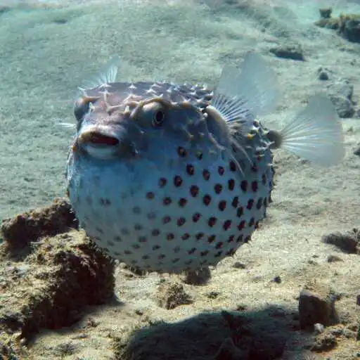 Play Pufferfish Wallpaper APK
