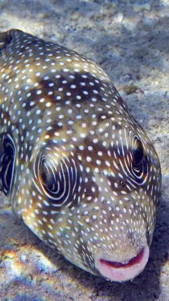 Play Pufferfish Wallpaper and enjoy Pufferfish Wallpaper with UptoPlay Play Pufferfish Wallpaper and enjoy Pufferfish Wallpaper with UptoPlay