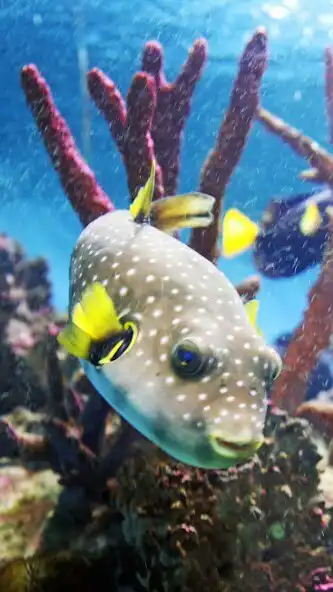 Play Pufferfish Wallpaper as an online game online Pufferfish Wallpaper with UptoPlay Play Pufferfish Wallpaper as an online game Pufferfish Wallpaper with UptoPlay