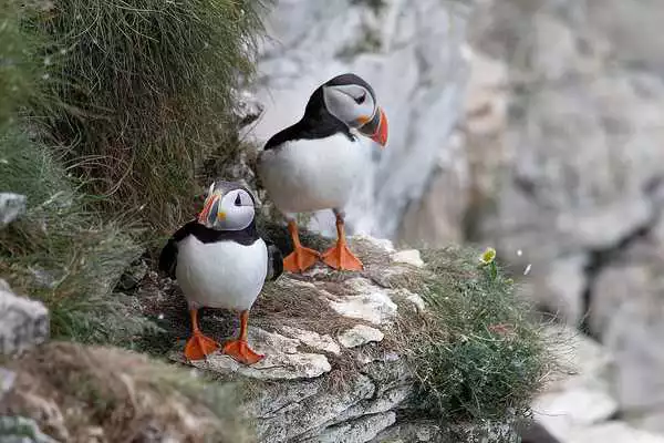 Play Puffin Wallpaper HD