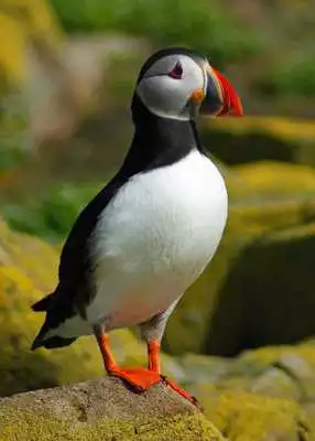 Play Puffin Wallpaper HD