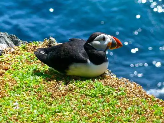 Play Puffin Wallpaper HD