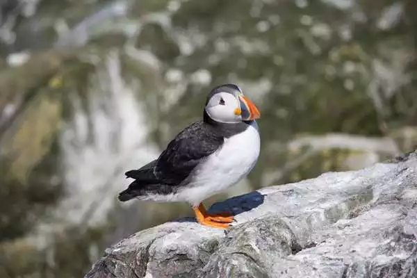Play Puffin Wallpaper HD