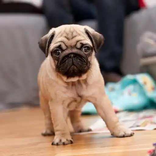 Run free android online Pug Dog HD Wallpaper APK Run free android online Pug Dog HD Wallpaper APK