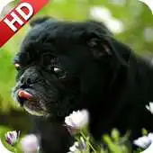 Free play online Pug Dog Pack 2 Wallpaper APK