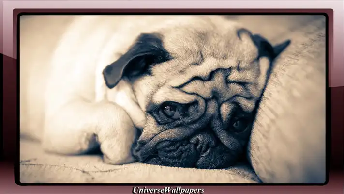 Play Pug Dog Pack 2 Wallpaper Play Pug Dog Pack 2 Wallpaper