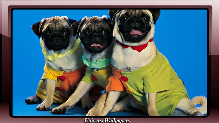 Play Pug Dog Pack 2 Wallpaper Play Pug Dog Pack 2 Wallpaper