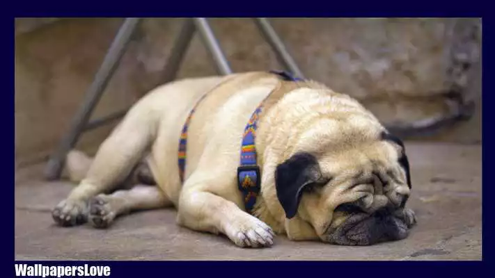 Play Pug Dog Pack 3 Wallpaper