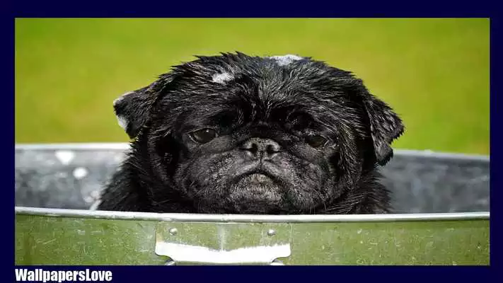 Play Pug Dog Pack 3 Wallpaper