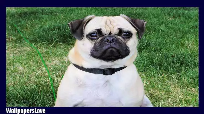 Play Pug Dog Pack 3 Wallpaper