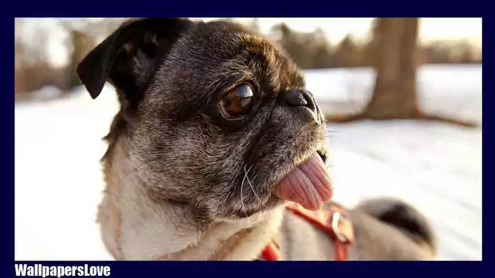 Play Pug Dog Pack 3 Wallpaper