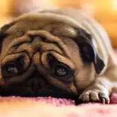 Free play online Pug Dogs Jigsaw Puzzles APK