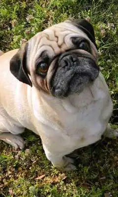 Play Pug Dogs Jigsaw Puzzles