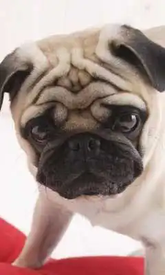 Play Pug Dogs Jigsaw Puzzles