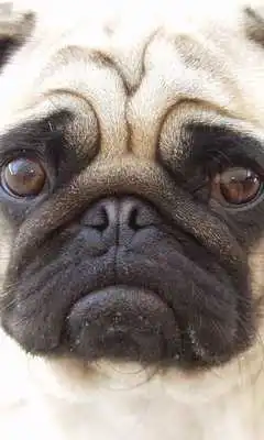 Play Pug Dogs Jigsaw Puzzles