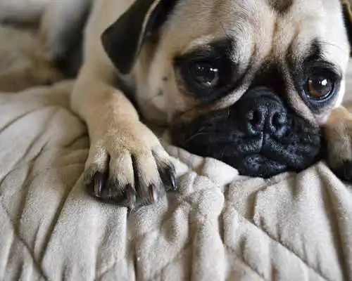 Play Pug Dogs Jigsaw Puzzles