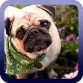Free play online Pug Dog Wallpaper APK