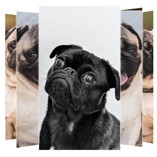 Play Pug Dog Wallpapers APK Play Pug Dog Wallpapers APK