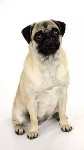 Play Pug Dog Wallpapers  and enjoy Pug Dog Wallpapers with UptoPlay