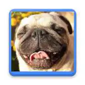 Free play online Pugs Wallpaper APK Free play online Pugs Wallpaper APK