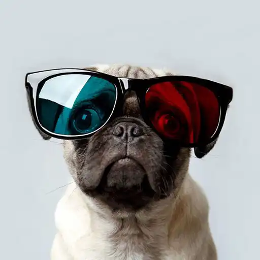 Play Pugs Wallpapers and backgrounds dog APK