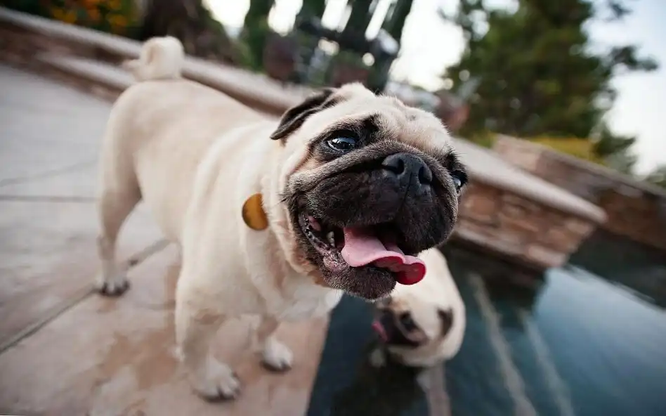Play Pugs Wallpapers and backgrounds dog  and enjoy Pugs Wallpapers and backgrounds dog with UptoPlay