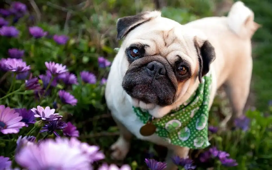 Play Pugs Wallpapers and backgrounds dog as an online game Pugs Wallpapers and backgrounds dog with UptoPlay