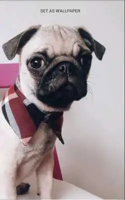 Play Pugs Wallpaper